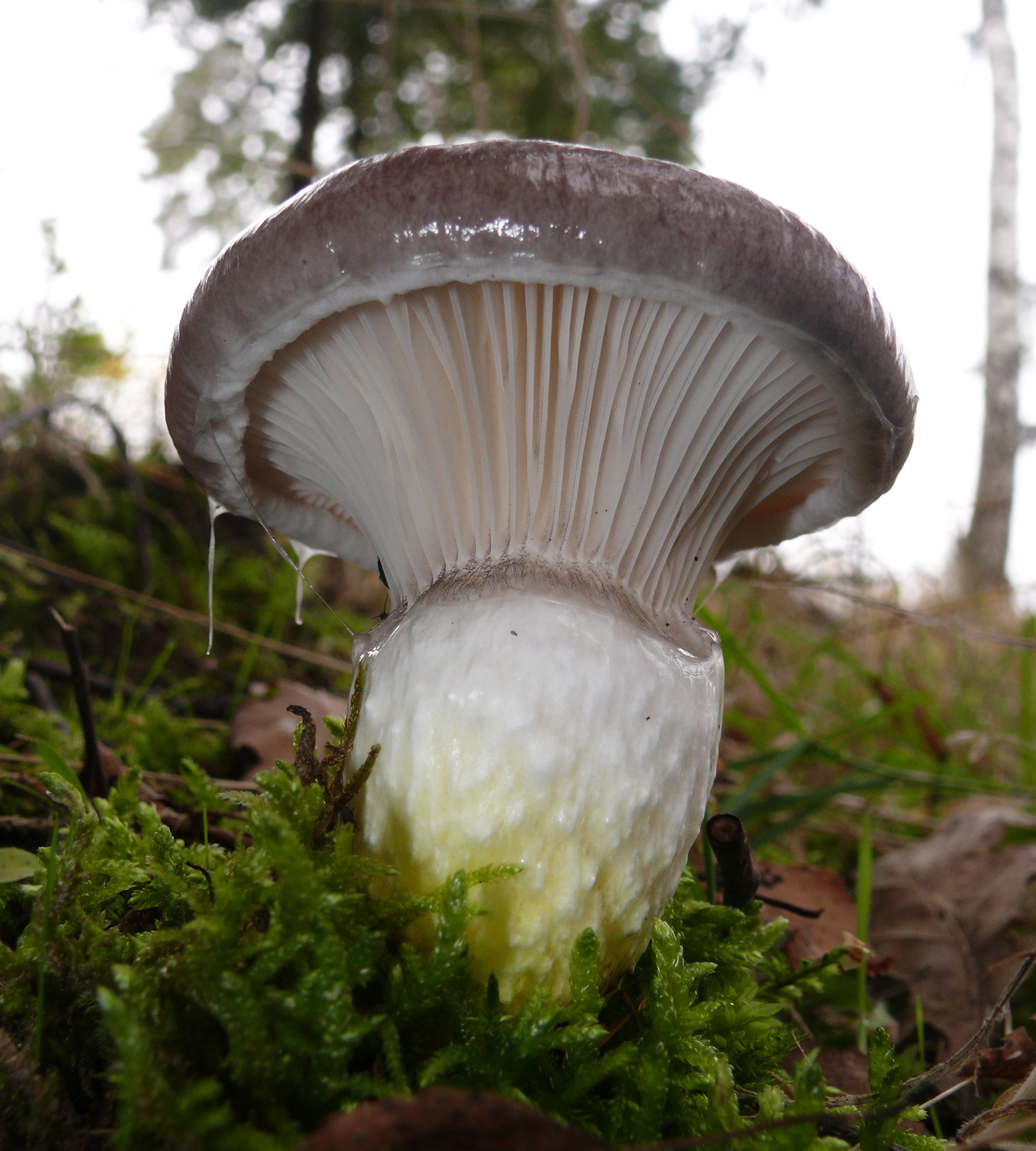 slizák mazlavý (Gomphidius glutinosus)