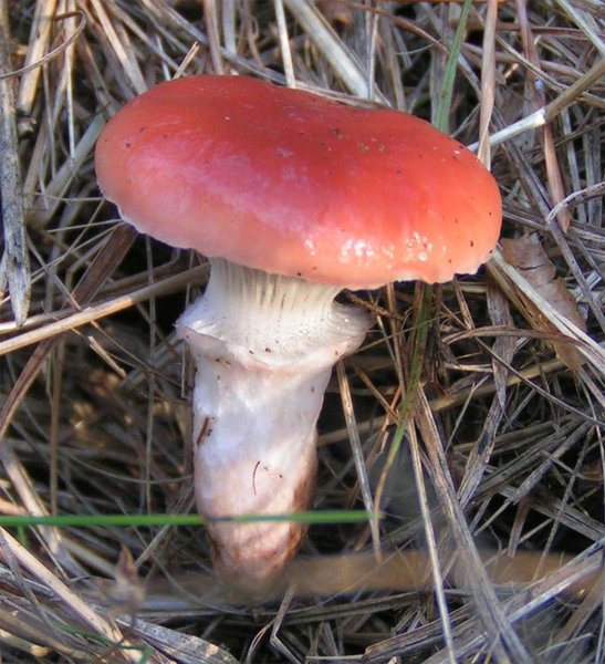 slizák růžový (Gomphidius roseus)
