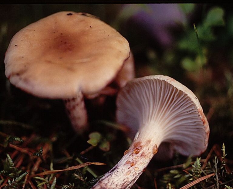 slizák skvrnitý (Gomphidius maculatus)