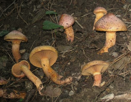 slizák švýcarský (Chroogomphus helveticus)