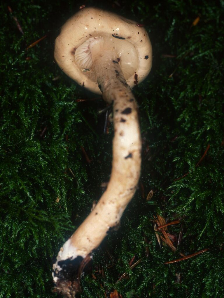 slizobedla lesklá (Limacella illinita)