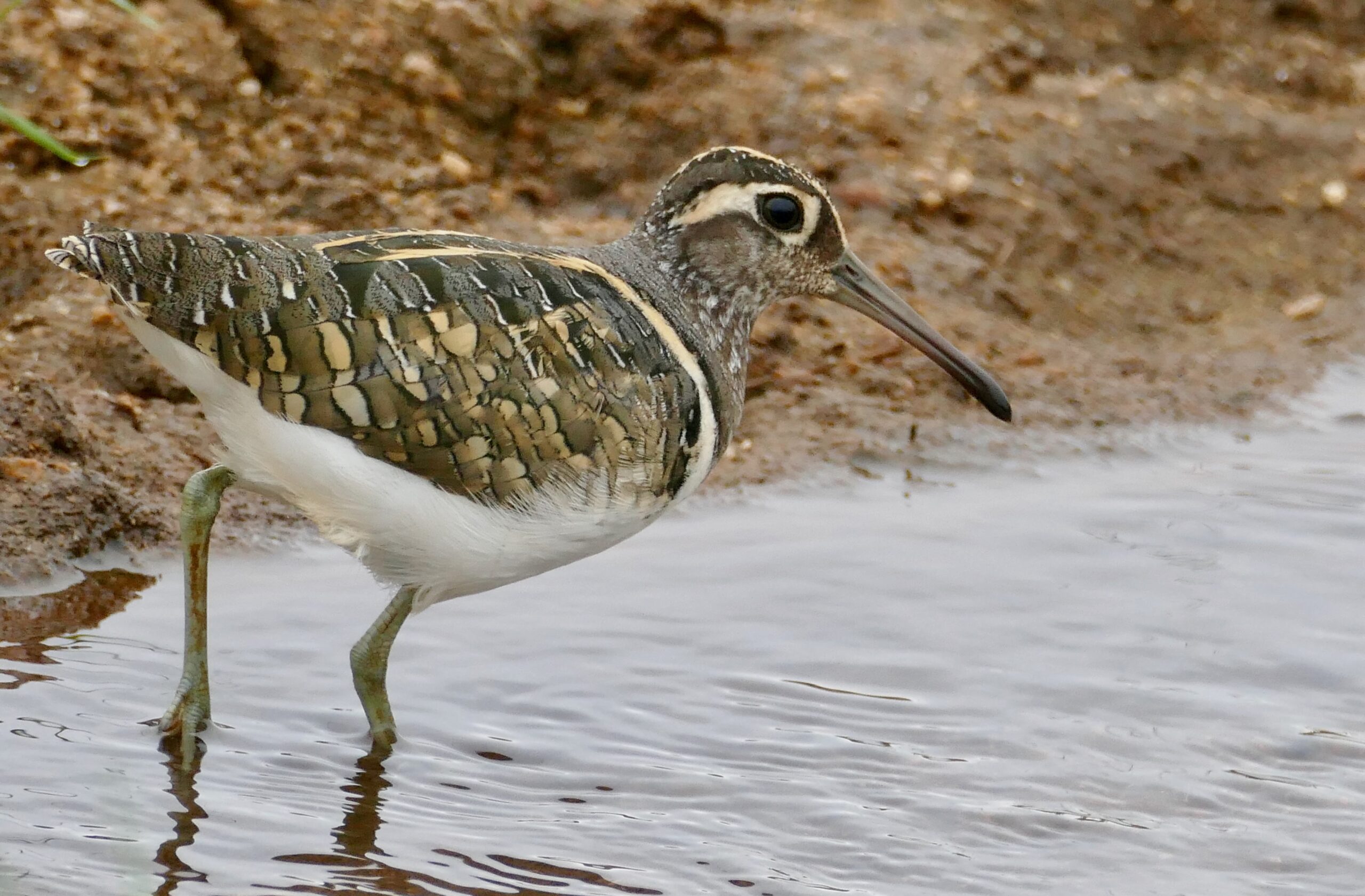 slučice pestrá (Rostratula benghalensis)