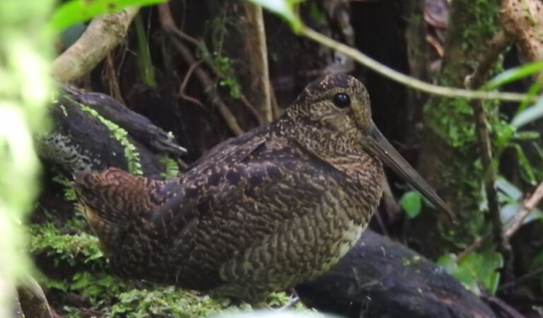 sluka tmavá (Scolopax saturata)