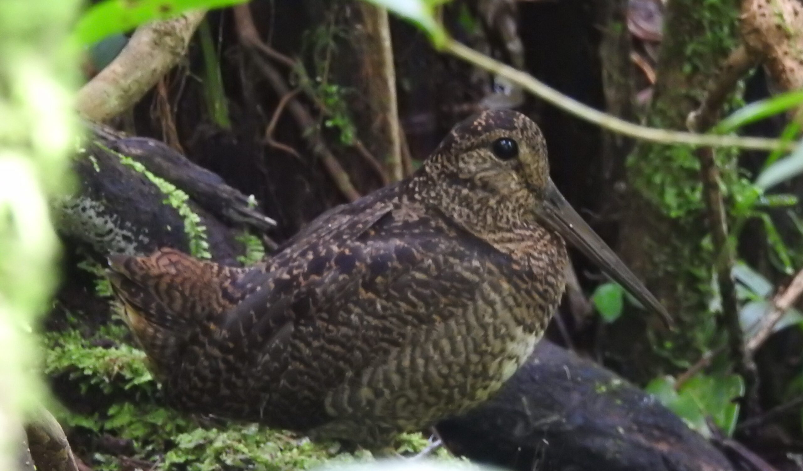 sluka tmavá (Scolopax saturata)