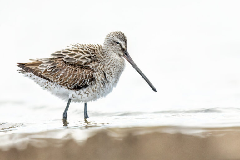 slukovec asijský (Limnodromus semipalmatus)