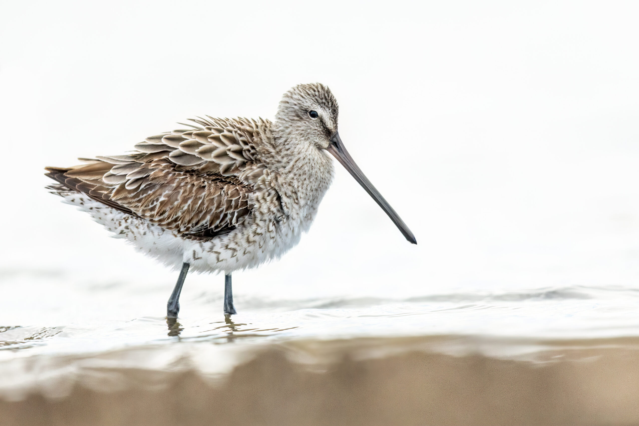 slukovec asijský (Limnodromus semipalmatus)
