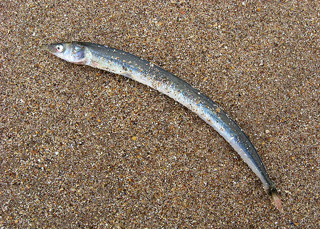 smaček mořský (Ammodytes marinus)