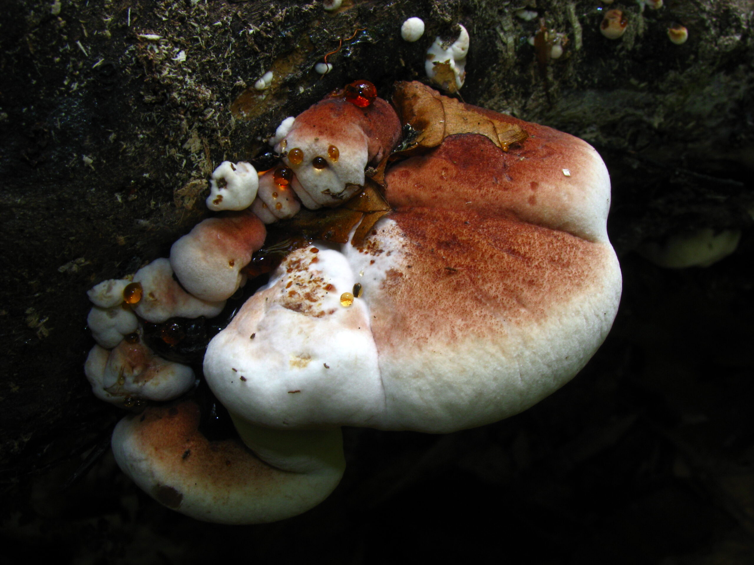 smolokorka buková (Ischnoderma resinosum)