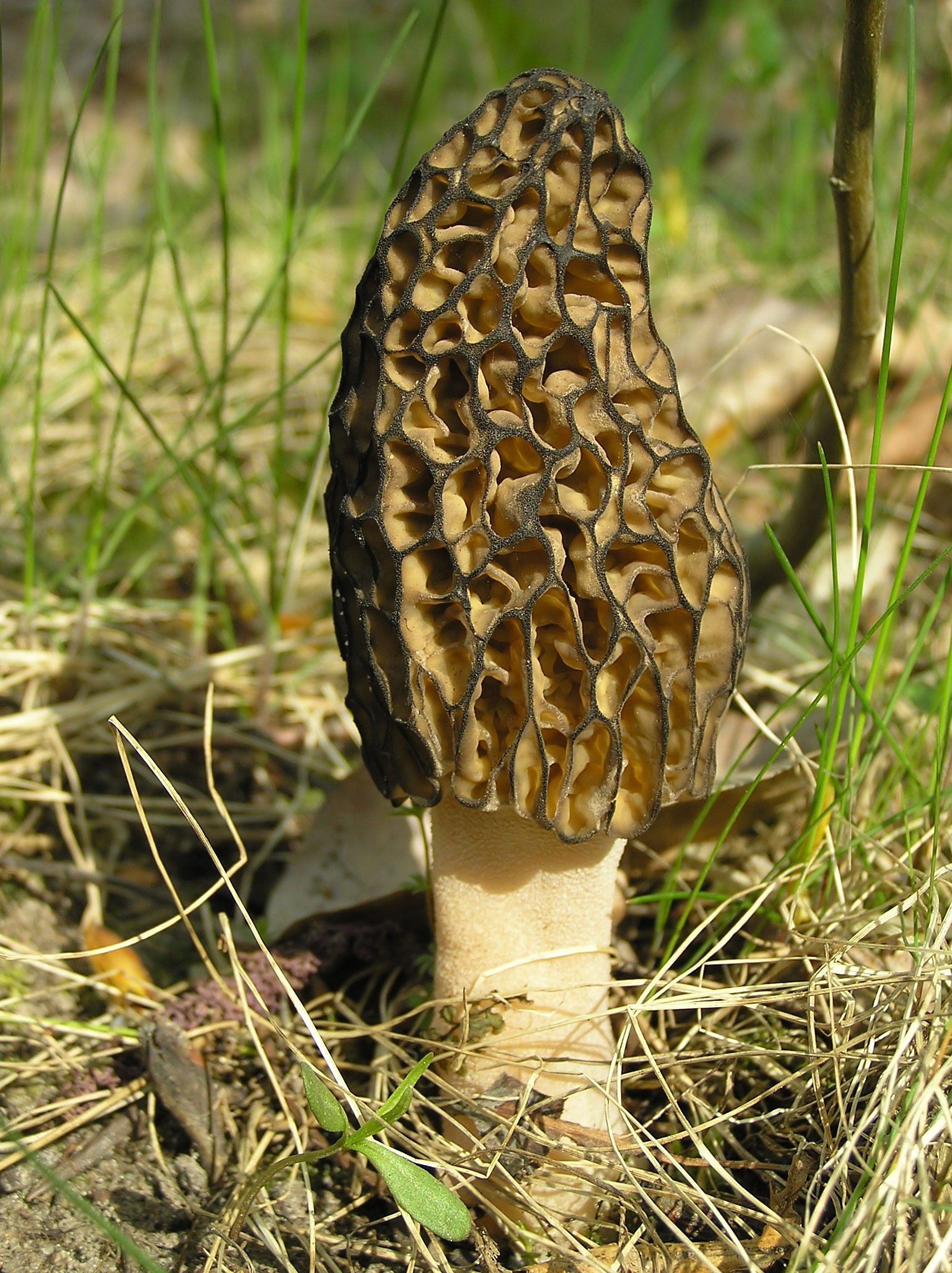 smrž kuželovitý (Morchella conica)
