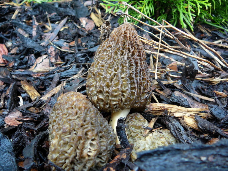 smrž pražský (Morchella pragensis)