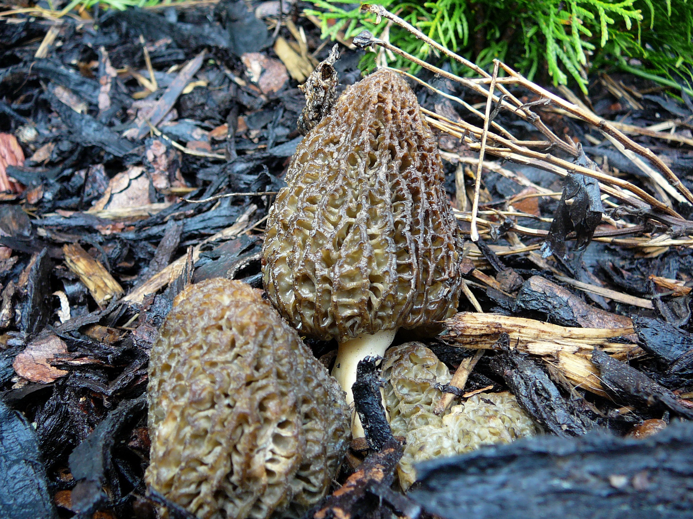 smrž pražský (Morchella pragensis)