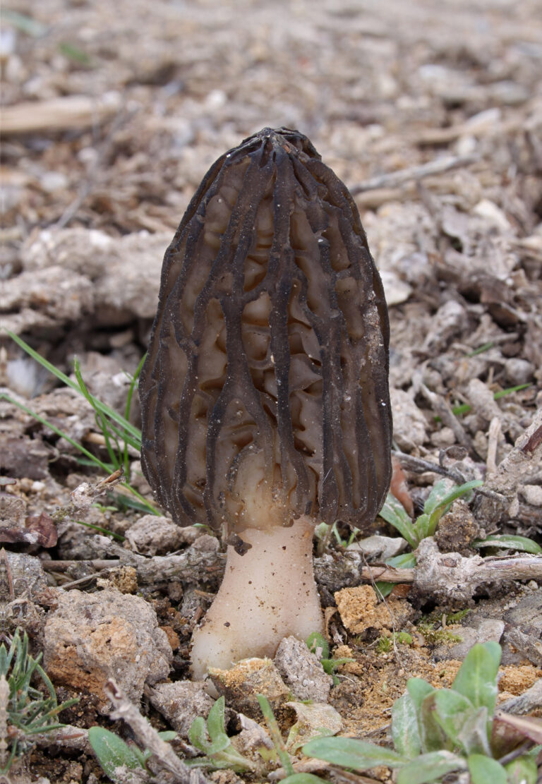 smrž vysoký (Morchella elata)
