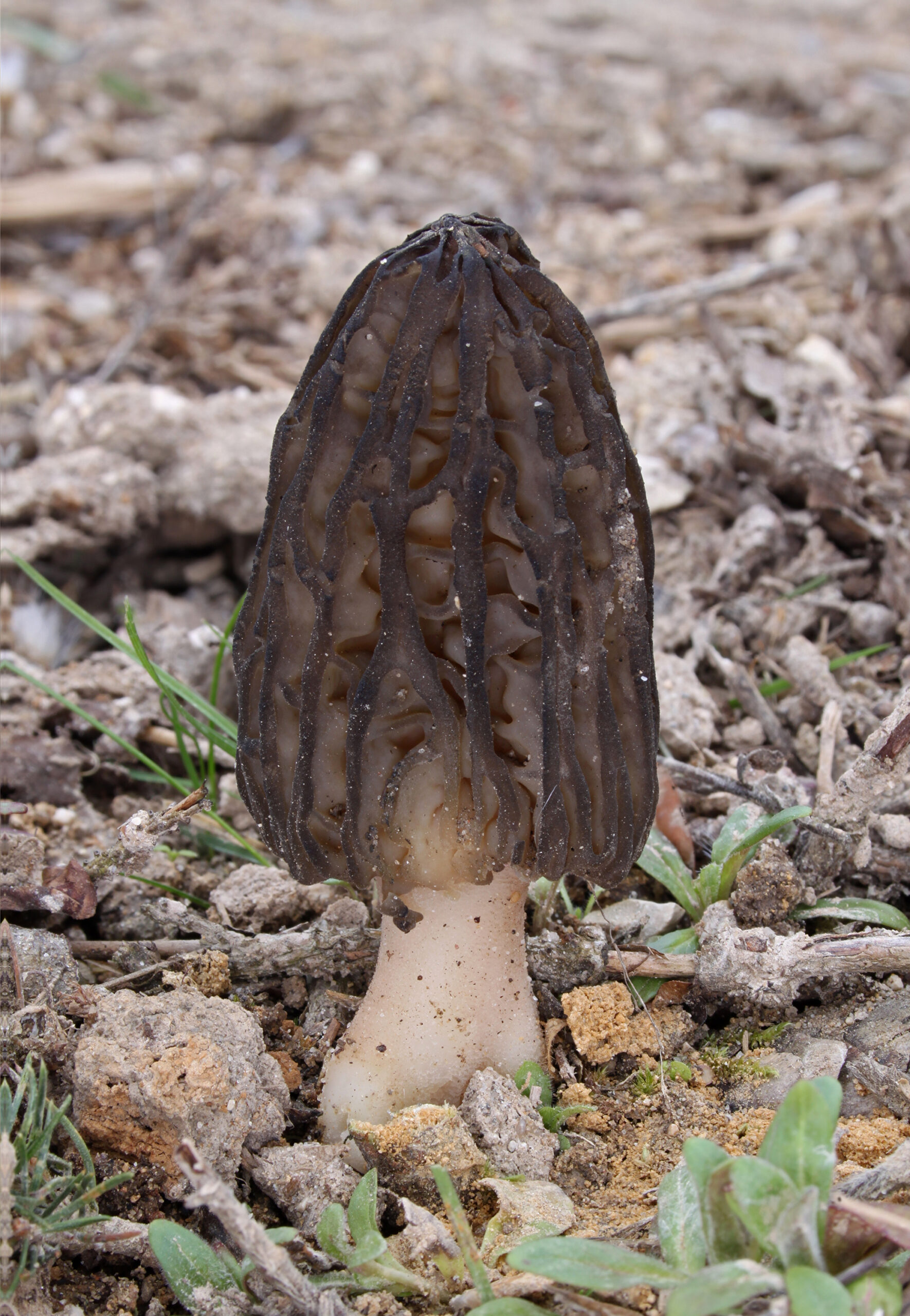 smrž vysoký (Morchella elata)