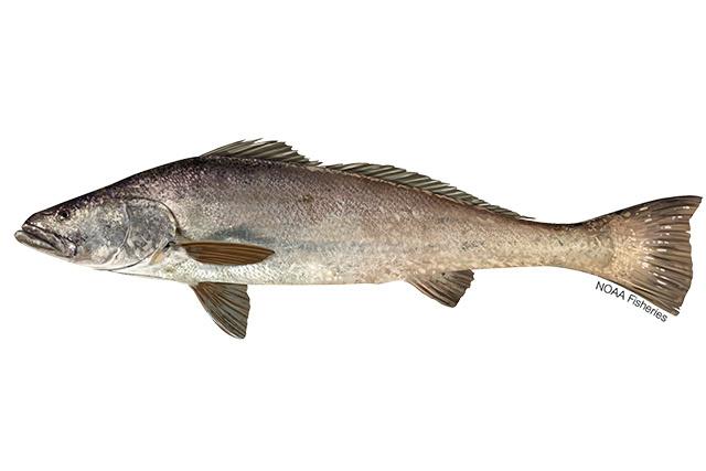 Smuha MacDonaldova (Totoaba macdonaldi)