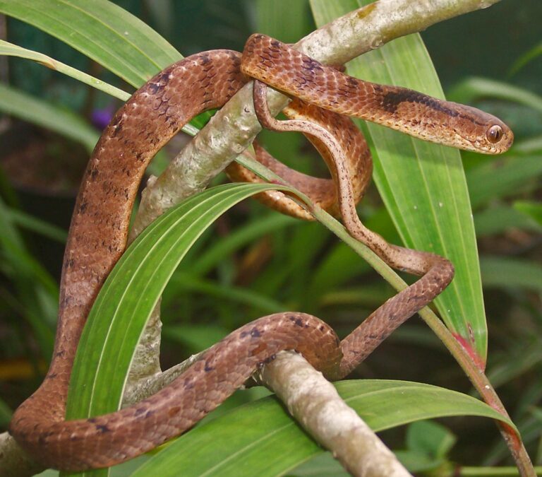 šnekojed kýlnatý šnekojed kýlnatý (Pareas carinatus)