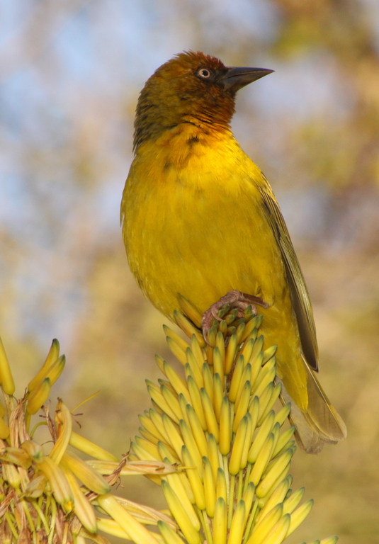snovač kapský (Ploceus capensis)