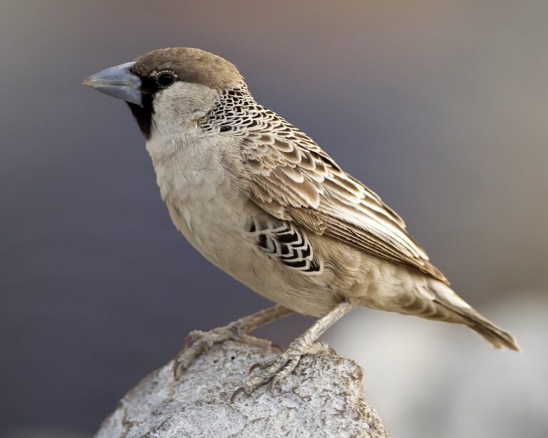 snovač pospolitý (Philetairus socius)