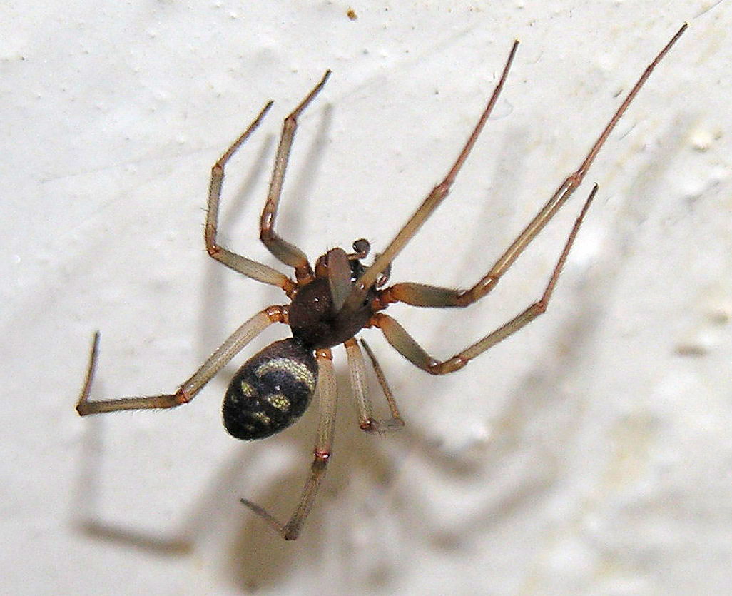 snovačka domácí (Steatoda grossa)