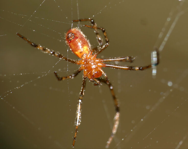 snovačka pospolitá snovačka pospolitá (Anelosimus eximius)