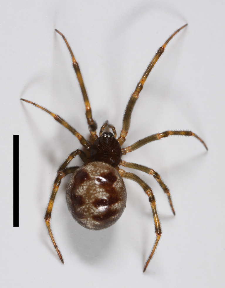 snovačka půdní (Steatoda triangulosa)