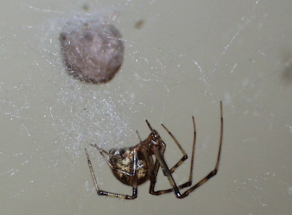 Snovačka skleníková (Parasteatoda tepidariorum)