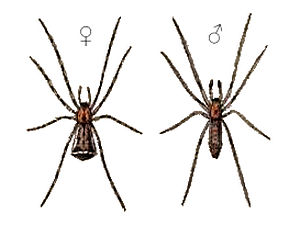 Snovačka uťatá (Episinus truncatus)