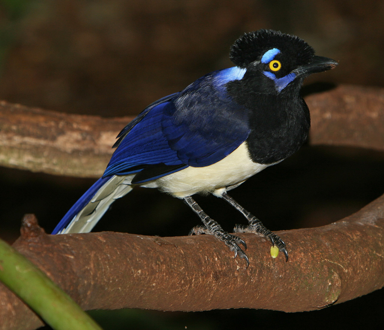 sojka chocholkatá (Cyanocorax chrysops)