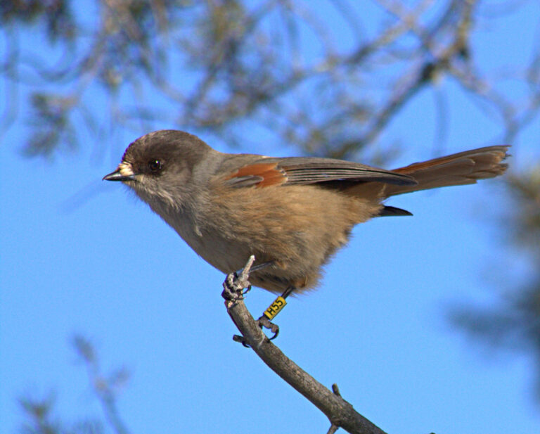 sojka zlověstná (Perisoreus infaustus)