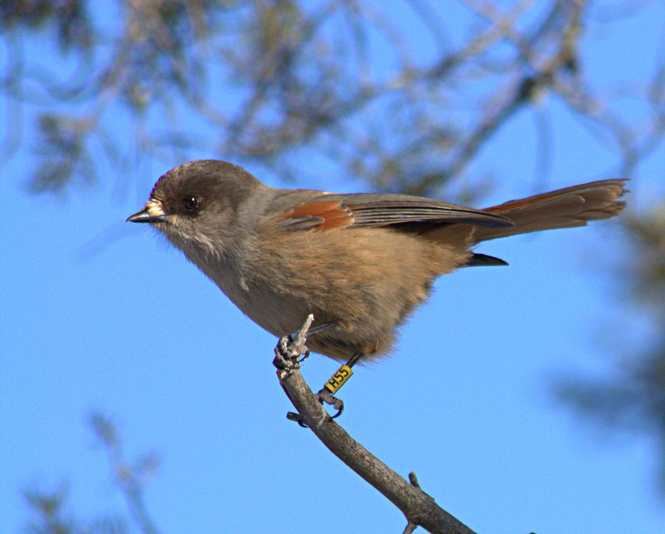 sojka zlověstná (Perisoreus infaustus)