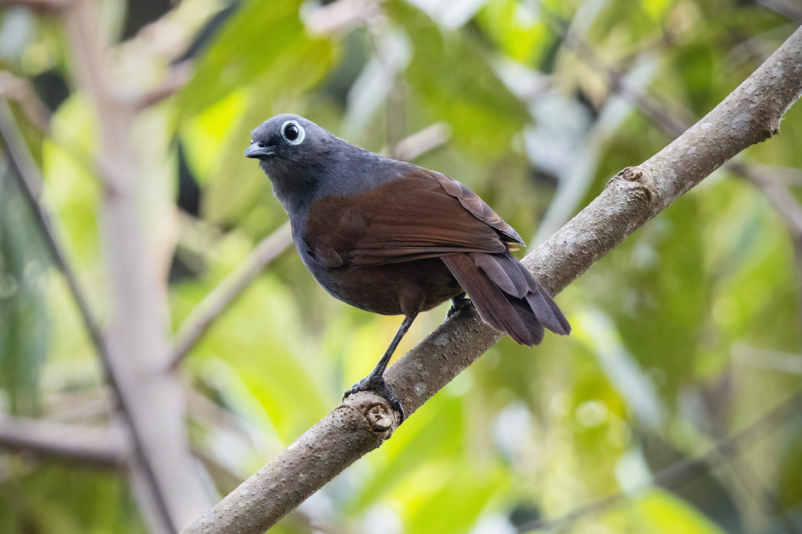sojkovec šedohnědý (Garrulax palliatus)
