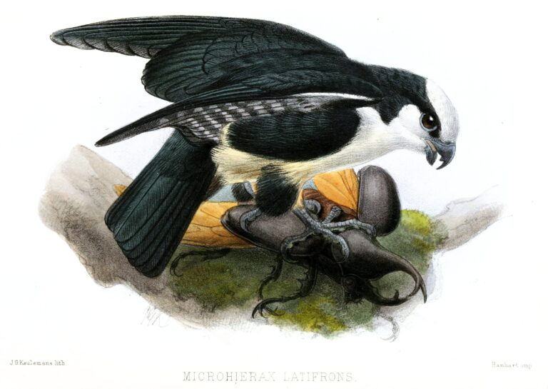 sokolík bornejský (Microhierax latifrons)