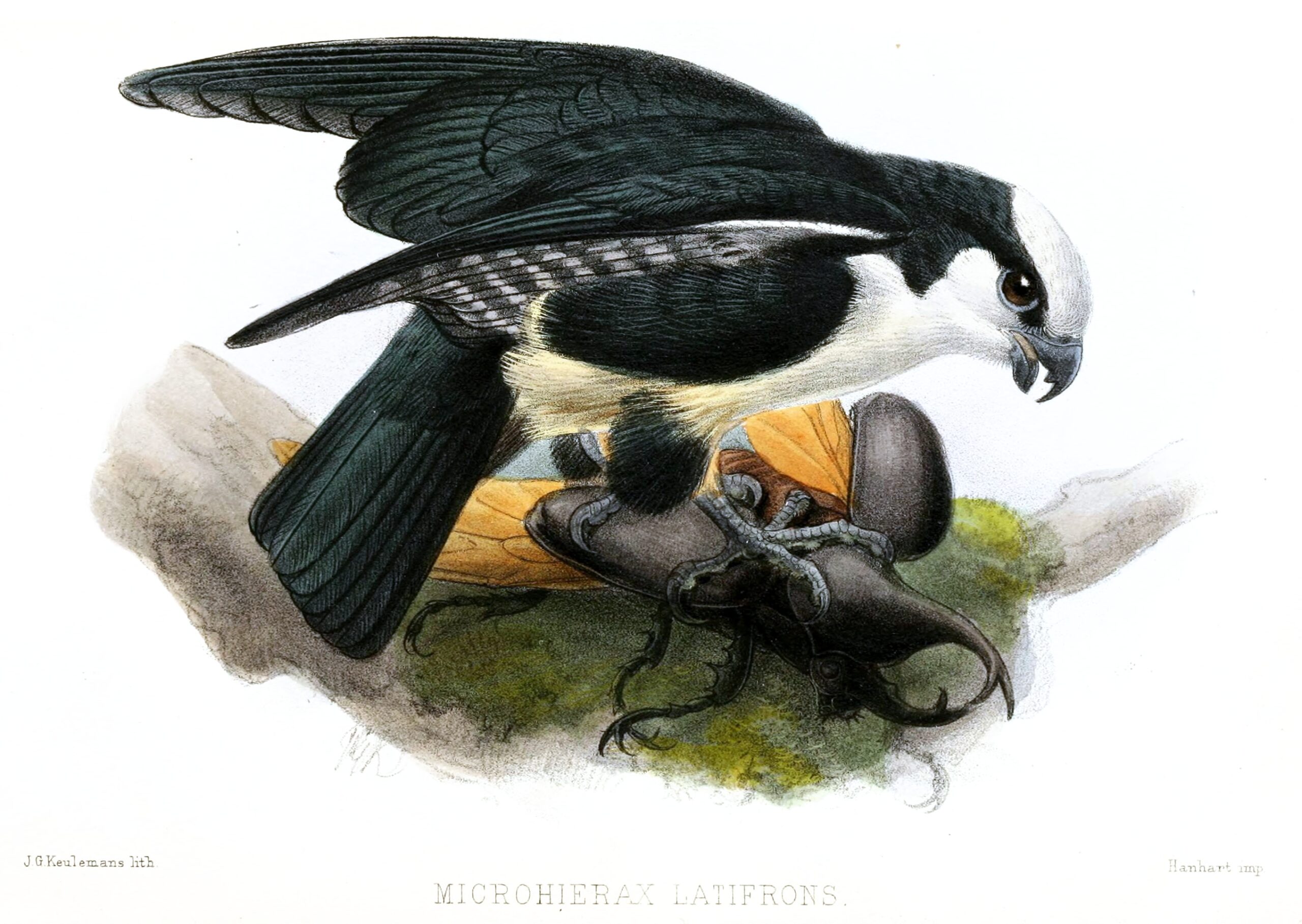 sokolík bornejský (Microhierax latifrons)