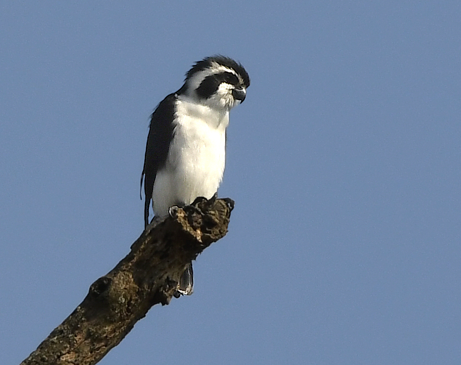 sokolík černobílý (Microhierax melanoleucos)