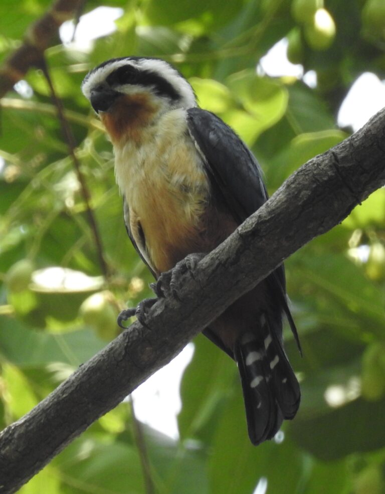sokolík obojkový (Microhierax caerulescens)