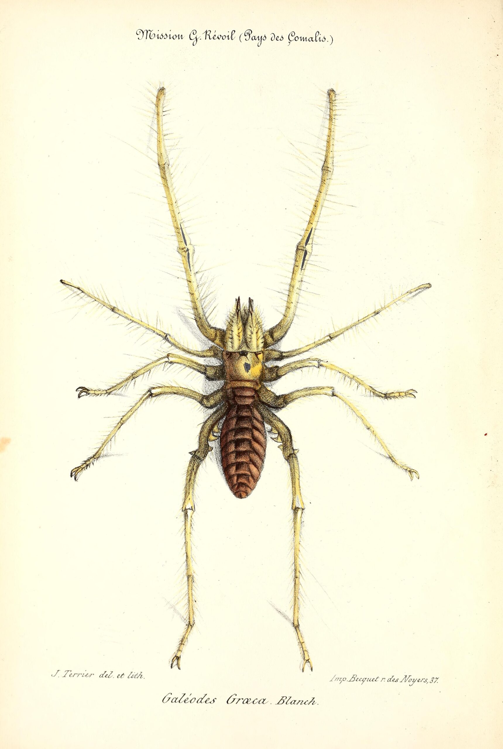 solifuga egejská (Galeodes graecus)