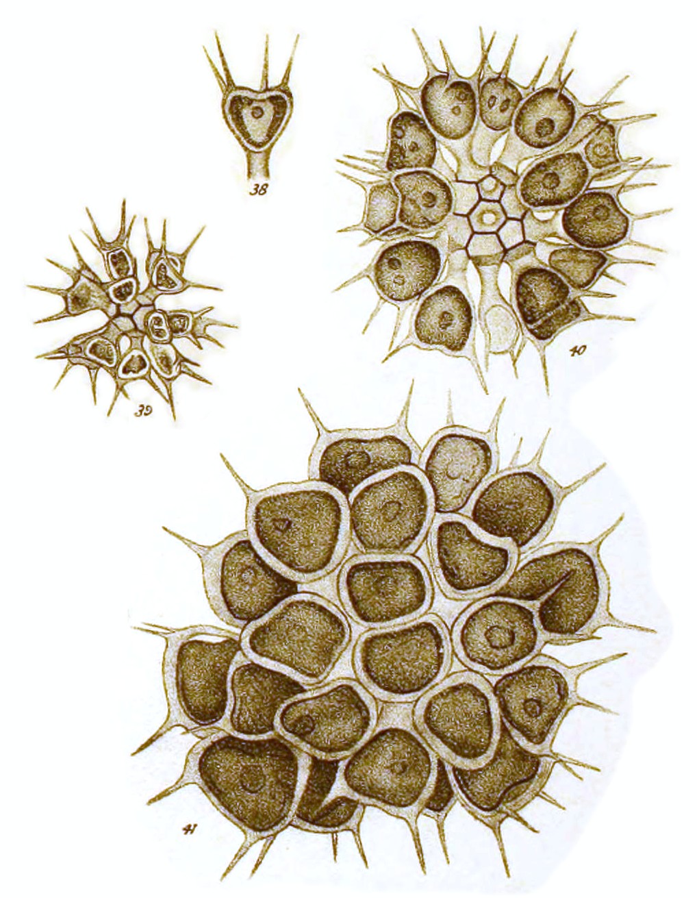 Sorastrum americanum