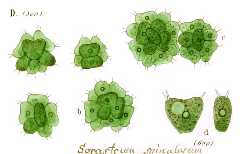 Sorastrum spinulosum