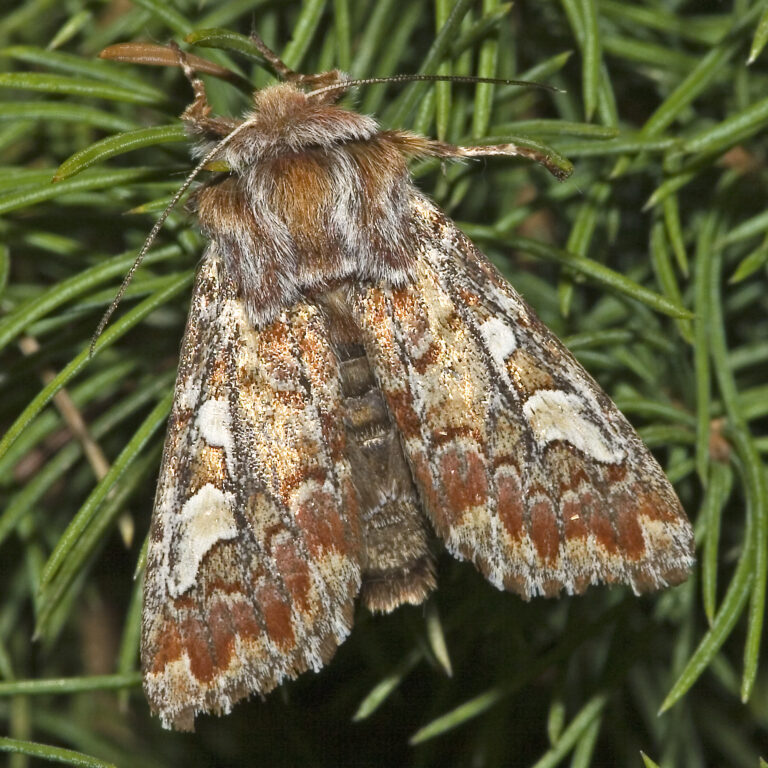 sosnokaz borový (Panolis flammea)
