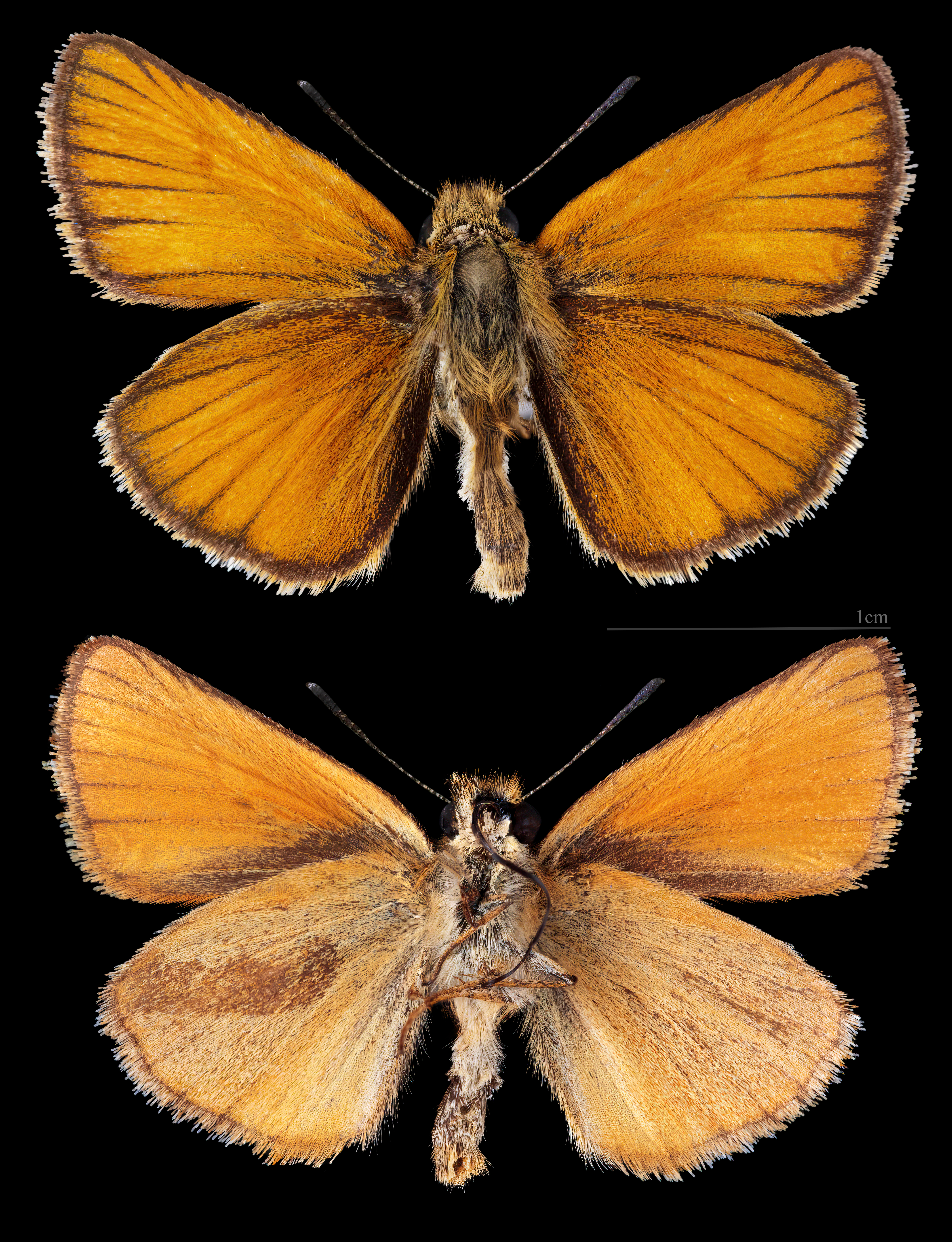 soumračník čárečkovaný (Thymelicus lineola)