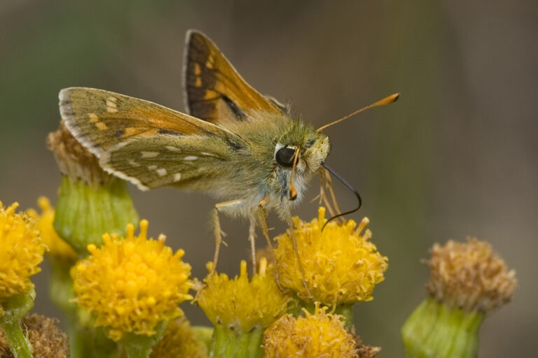 soumračník čárkovaný (Hesperia comma)