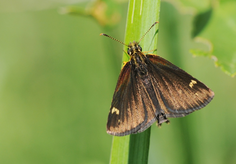 soumračník černohnědý (Heteropterus morpheus)