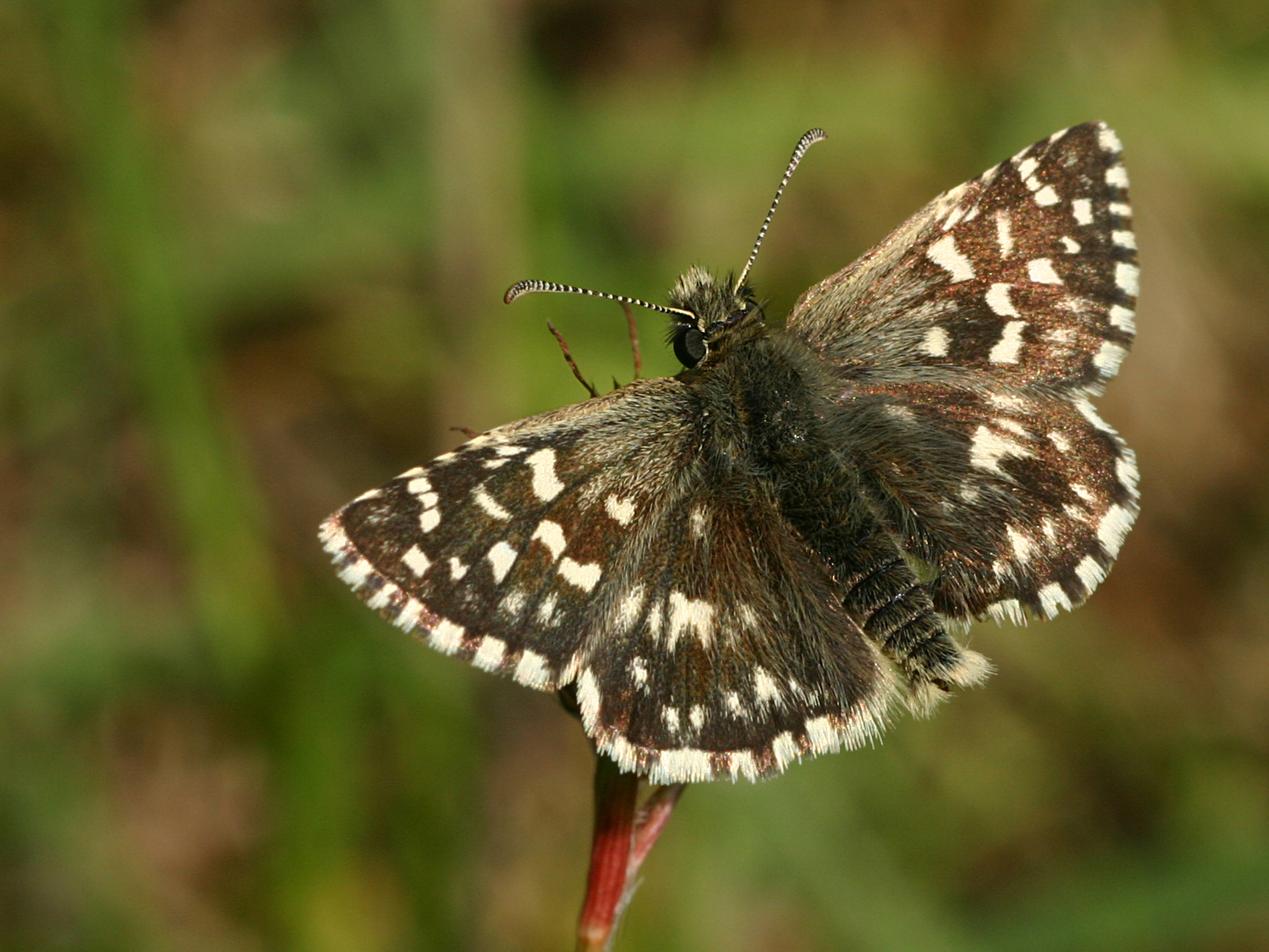 soumračník jahodníkový (Pyrgus malvae)