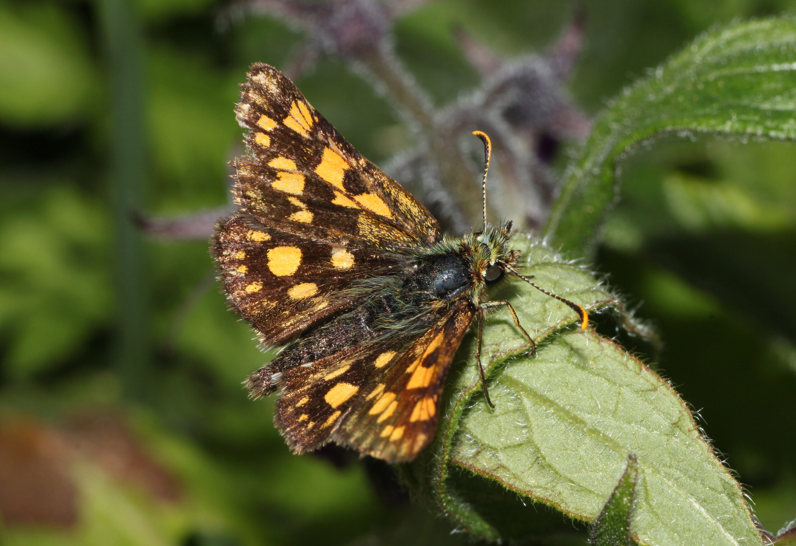 soumračník jitrocelový (Carterocephalus palaemon)