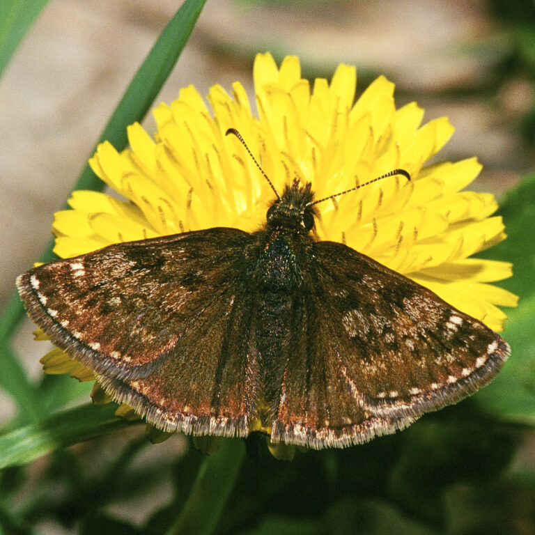 soumračník máčkový (Erynnis tages)