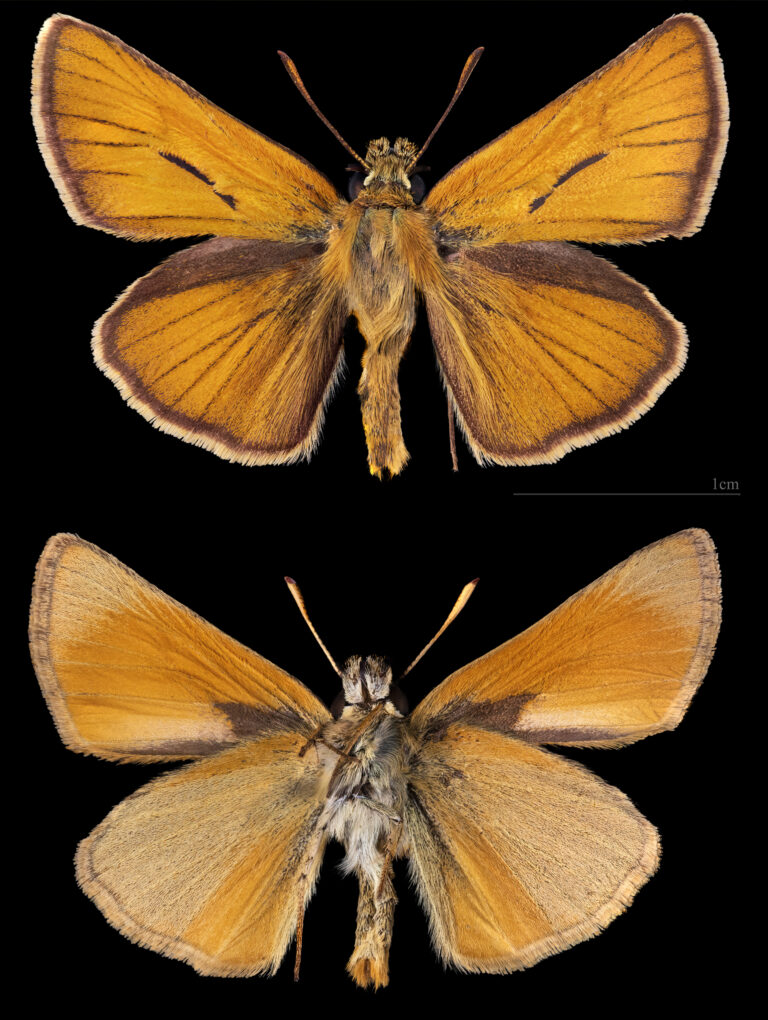 soumračník metlicový soumračník metlicový (Thymelicus sylvestris)