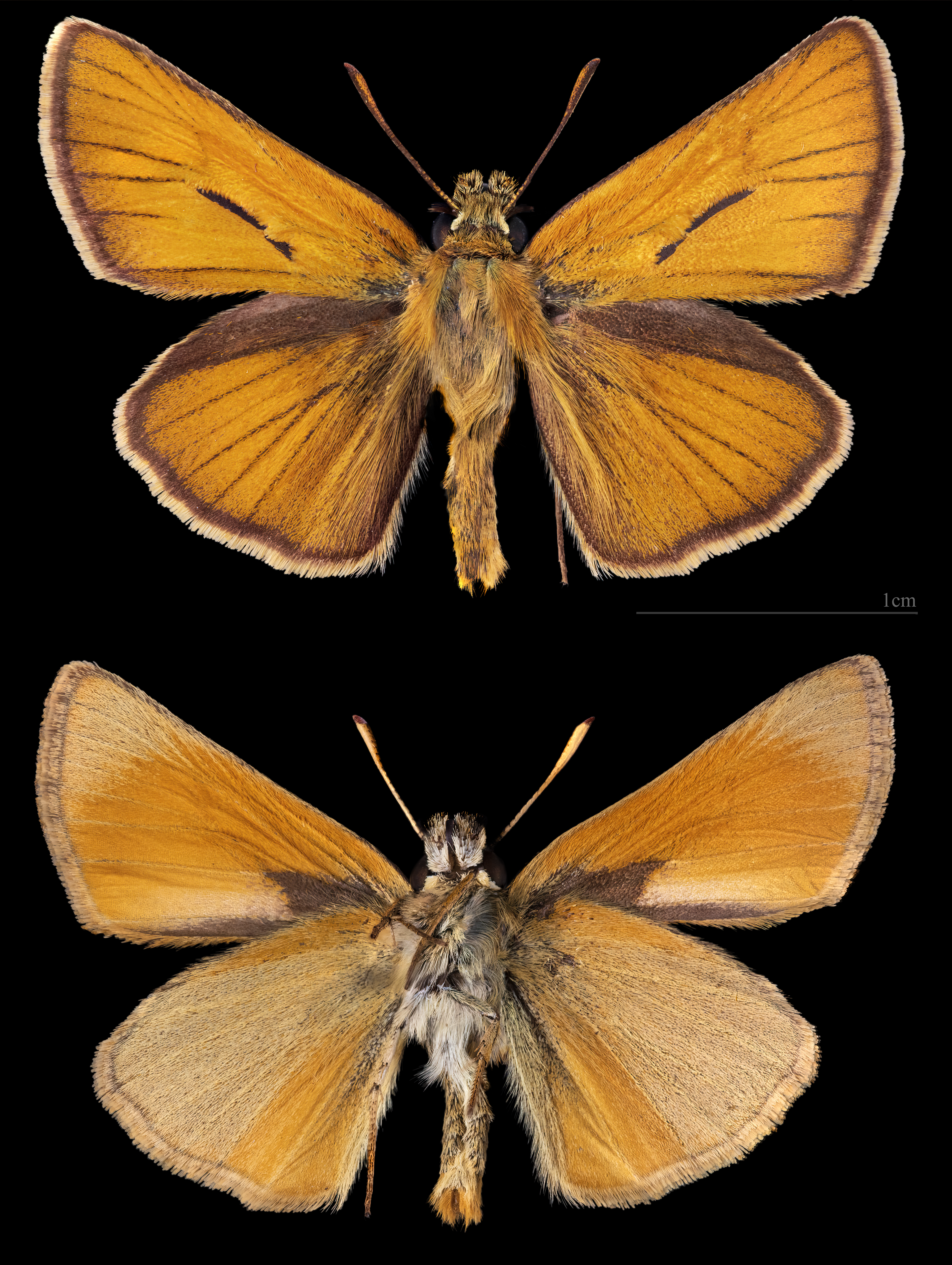 soumračník metlicový (Thymelicus sylvestris)