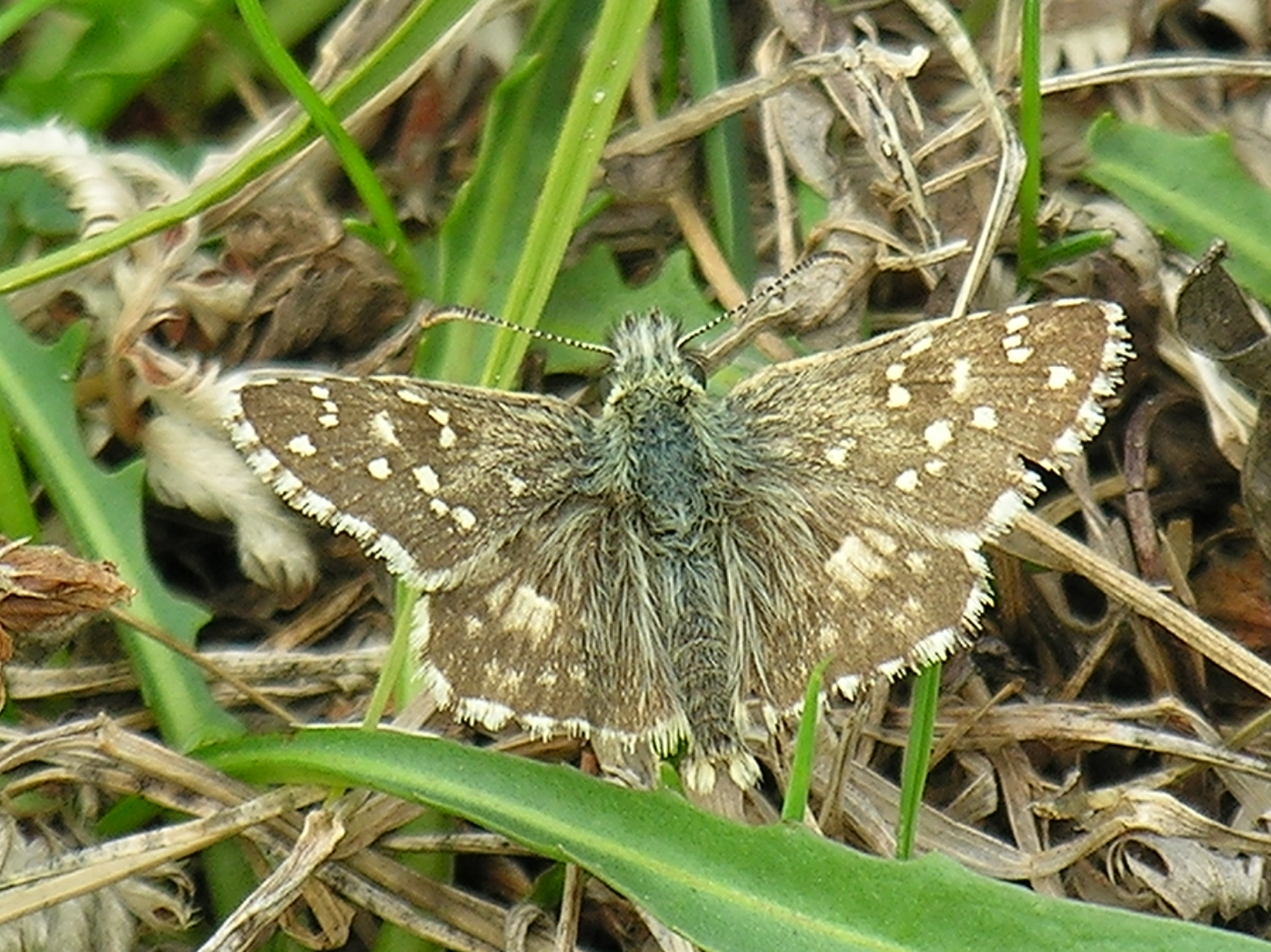 soumračník podobný (Pyrgus armoricanus)