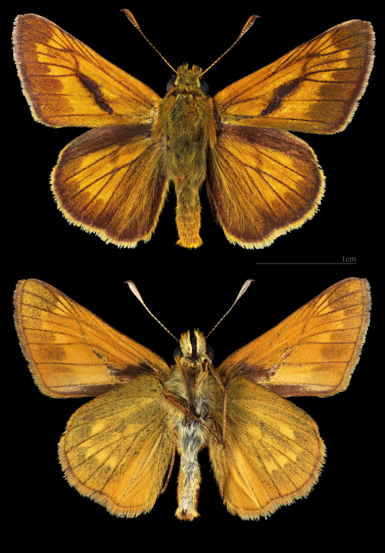 soumračník rezavý soumračník rezavý (Ochlodes sylvanus)