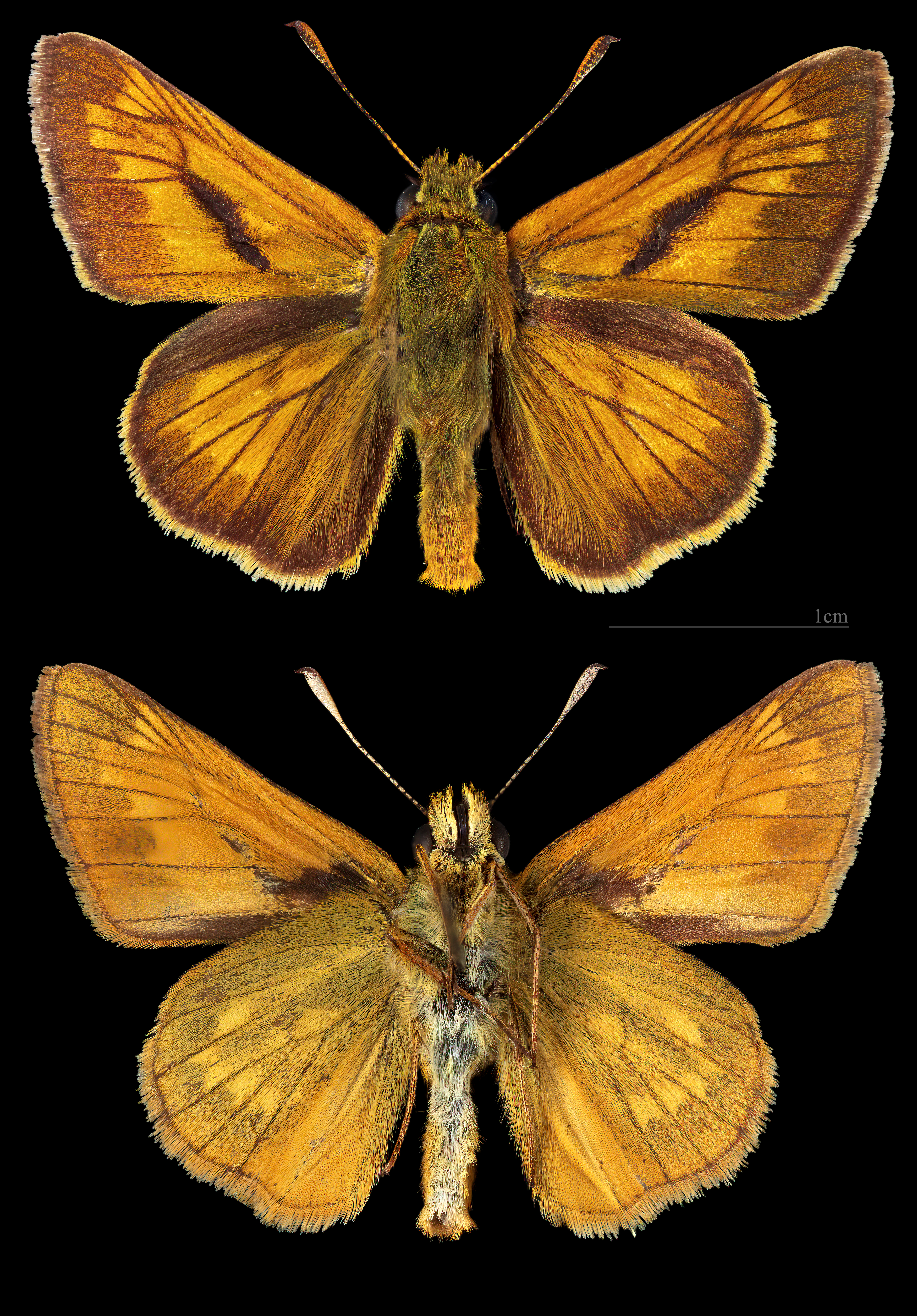 soumračník rezavý (Ochlodes sylvanus)