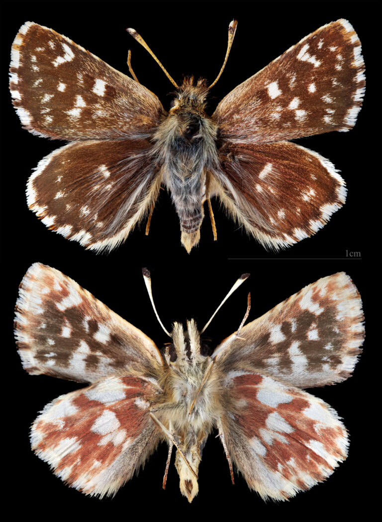 soumračník skořicový (Spialia sertorius)